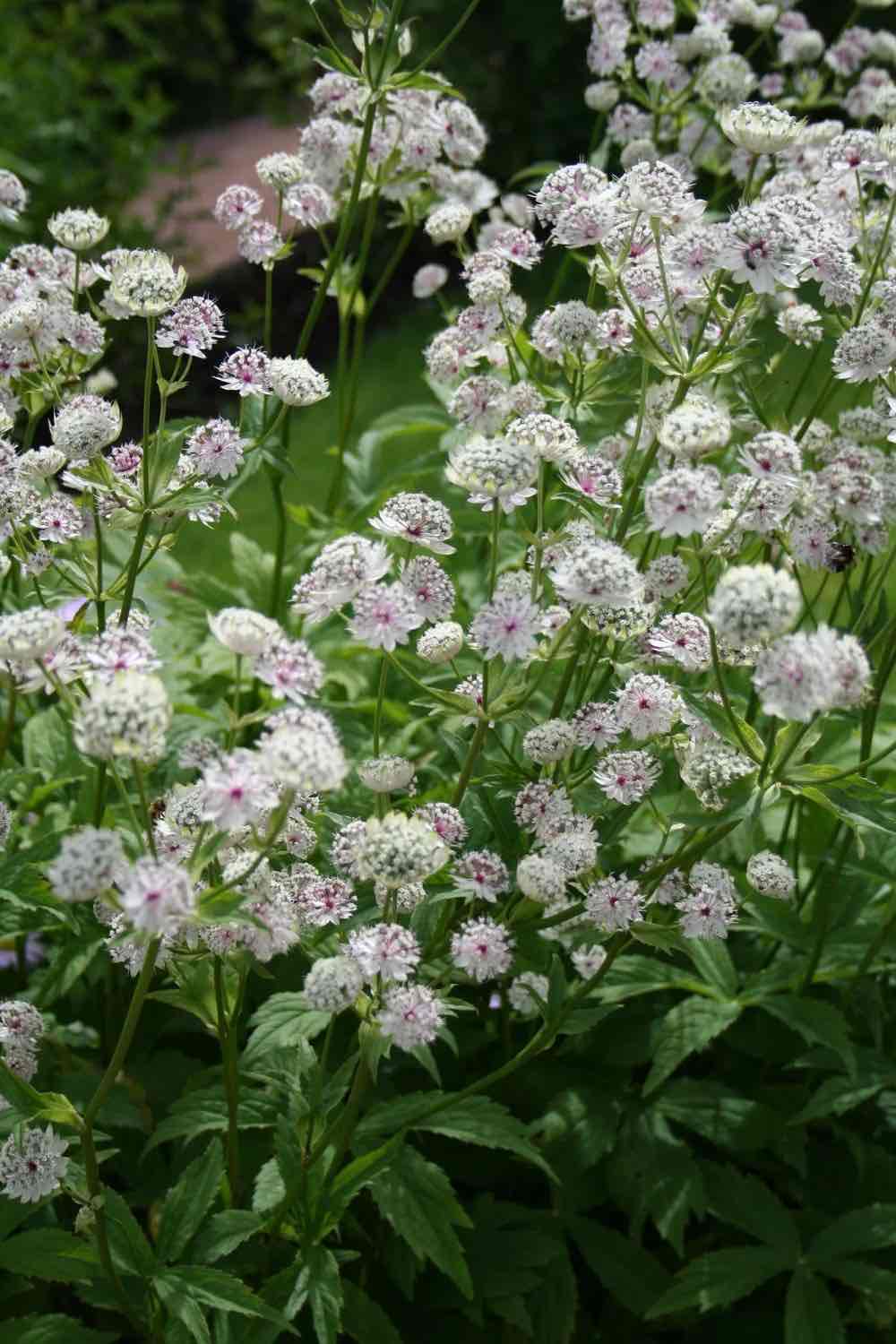 <p>Astrantia major</p>