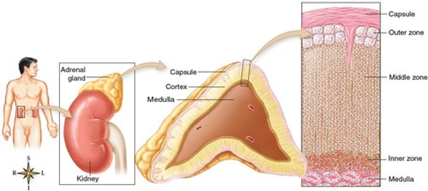 <p>Outer layer secretes mineralocorticoids, middle glucocorticoids.</p>