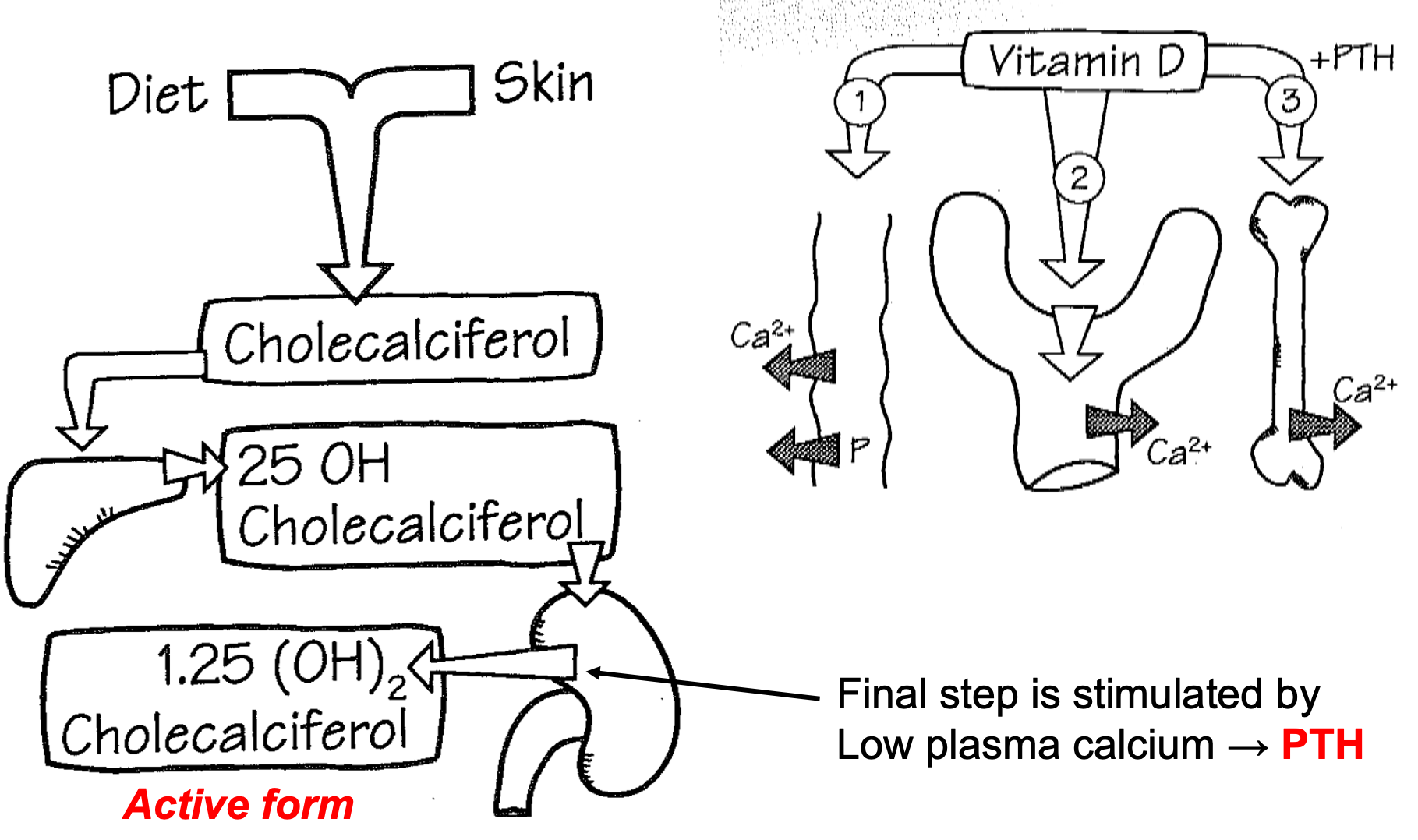 <ol><li><p>Diet and skin</p></li><li><p>Chloecaliciferol</p></li><li><p>Liver</p><ol><li><p>25 OH Chloecaliciferol</p></li></ol></li><li><p>Kidney</p><ol><li><p>Final step is stimulated by low plasma calcium</p></li><li><p>PTH</p></li><li><p>Active form = 1.25 (OH)2 Chloecaliciferol</p></li></ol></li></ol>