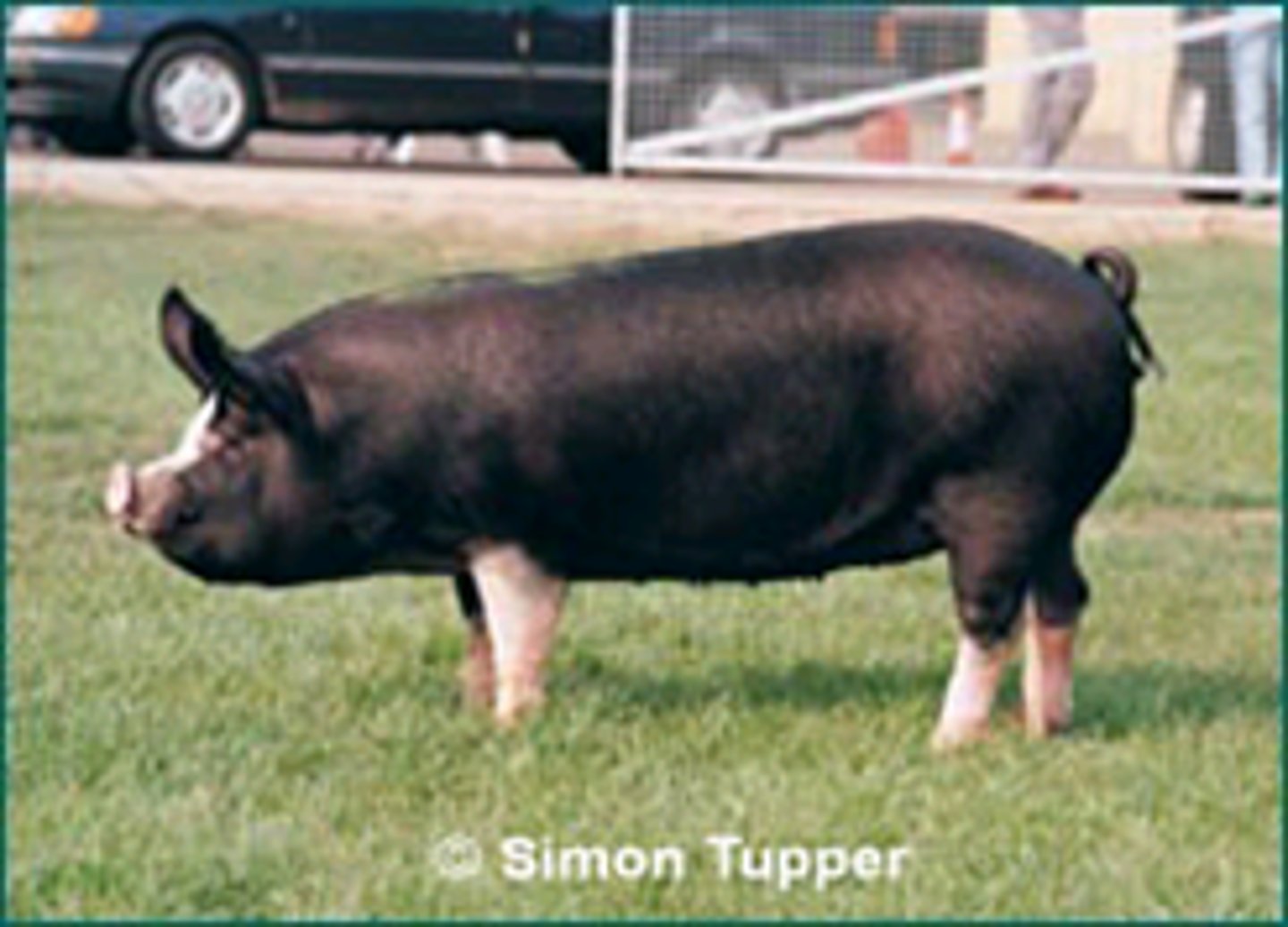 <p>round snout and white socks, ultraconcave, large pricked ears, from UK, good carcass, meat, very prolific. extensive.</p>