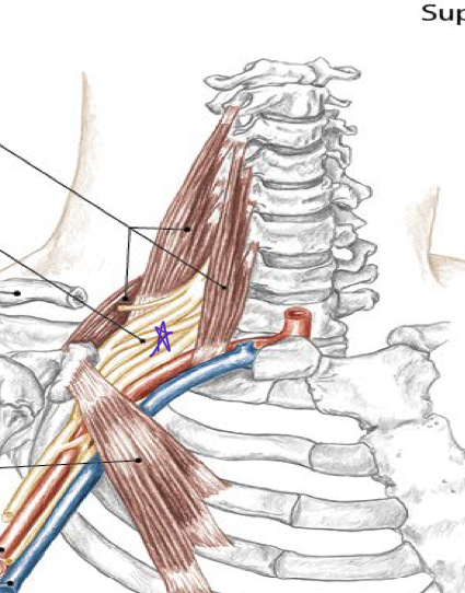 <p>Identify this structure and anatomical significance</p>