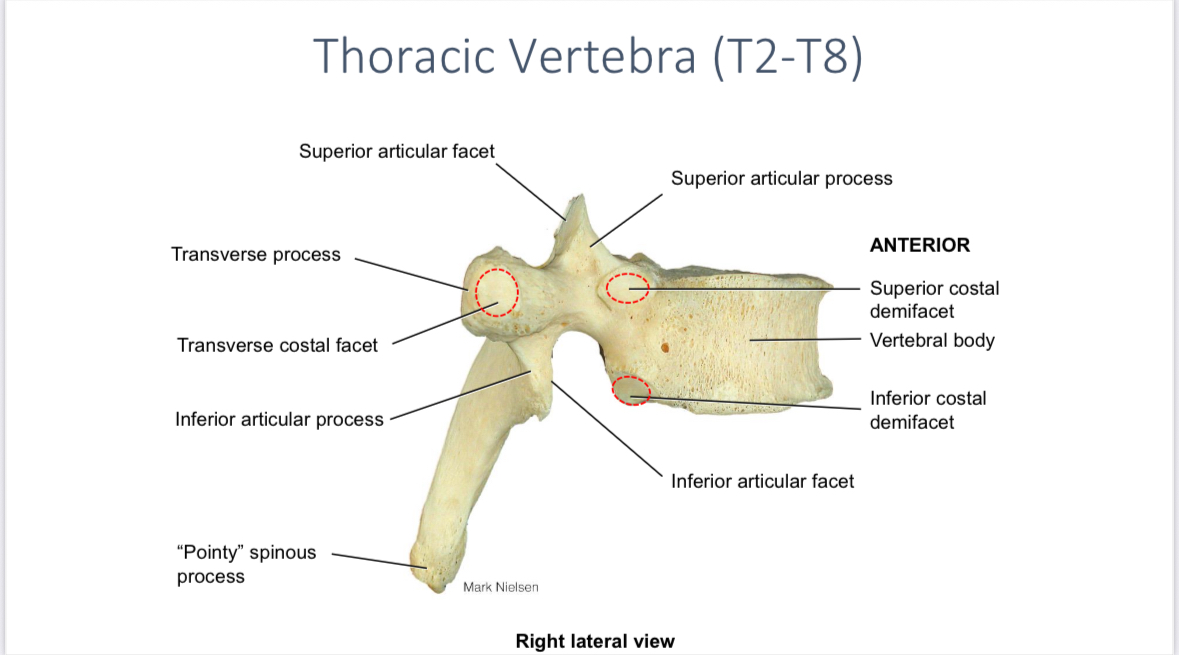 <p>Superior and inferior demifacets of the thoracic vertebrae</p>