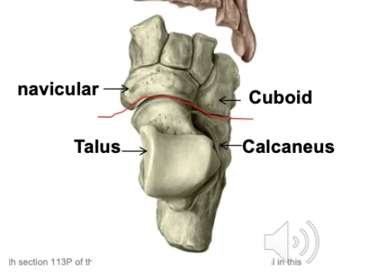 <ul><li><p>The transverse tarsal joint allows the foot to adapt to uneven ground. </p></li><li><p>It is more mobile in plantarflexion and more stable in dorsiflexion, involving the navicular, cuboid, talus, and calcaneus.</p></li></ul><p></p>