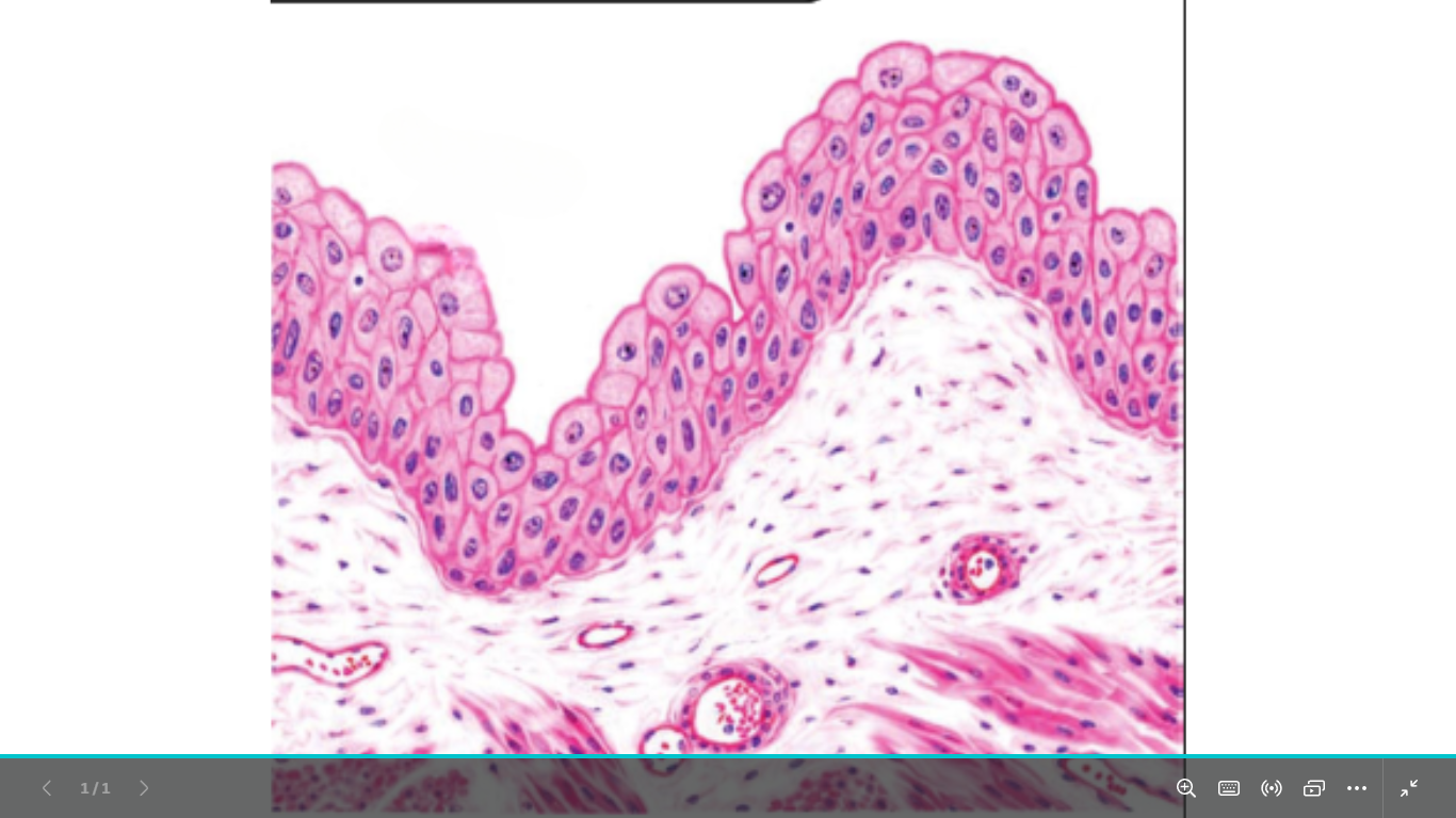 <p>identify </p><p>mention one site </p>