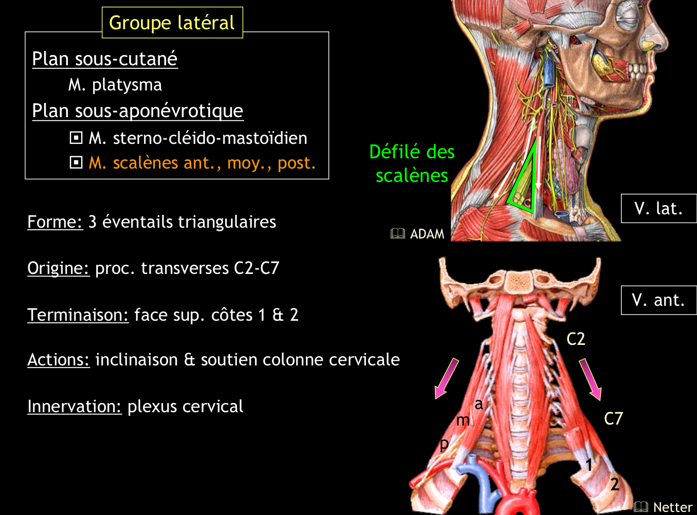 <p>Le défilé des scalènes, qui laisse passer l’artère sous-clavière et le plexus brachial</p>