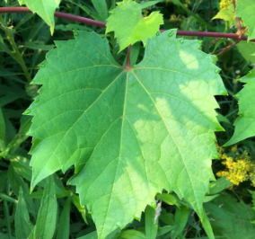 <p><em>Vitis riparia</em></p>