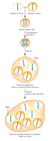 <p>The haploid cells produced following meiosis.</p>