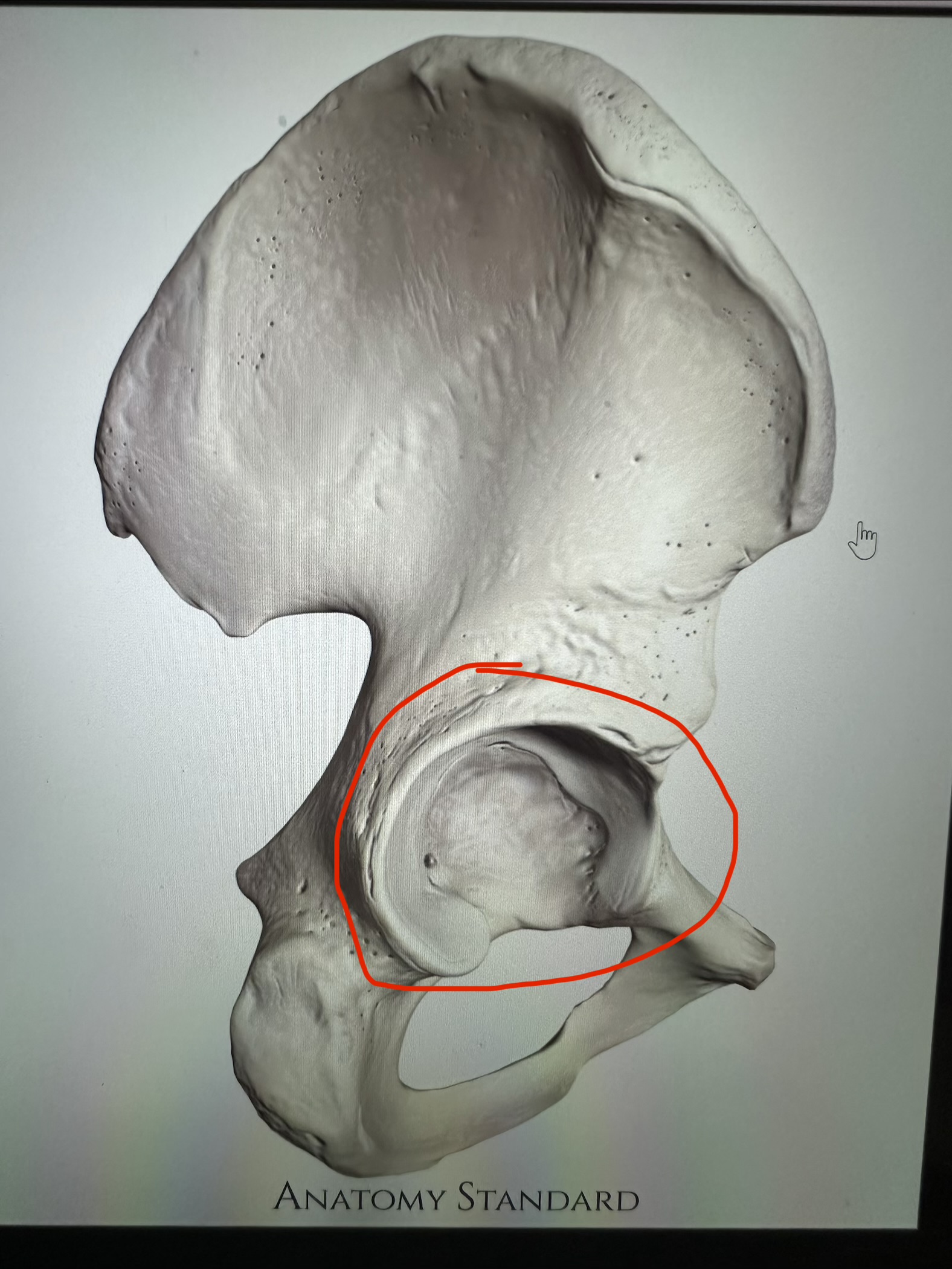 <p>os coxae, hollow that forms hip socket, articulates with femur</p>