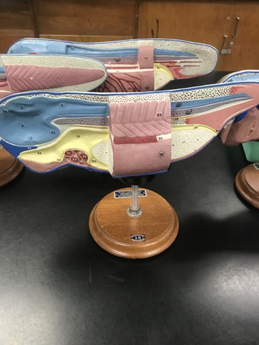 <p>For the following model, give the following:</p><p>1) stage of embryonic development</p>