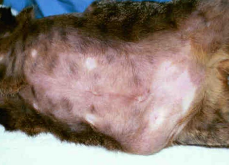 <ul><li><p><span style="color: rgb(136, 136, 136);"><strong>Et:</strong> </span>allergic skin dx from <strong>enviro allergens</strong></p></li><li><p><span style="color: rgb(136, 136, 136);"><strong>Sig:</strong></span> <strong>Young cats</strong> 6-24m-15y</p></li><li><p><span style="color: rgb(136, 136, 136);"><strong>Cs:</strong> </span>pruritus, miliary dermatitis(MD), self-inflicted alopecia, EGC, otitis, <u>conjunctivitis, chronic resp dx, asthma</u></p><ul><li><p><strong>&nbsp;face &amp; neck</strong></p></li></ul><img src="https://knowt-user-attachments.s3.amazonaws.com/d12351f5-9c39-4f81-a2c2-5254617a9770.png" data-width="50%" data-align="center"></li></ul><p></p>