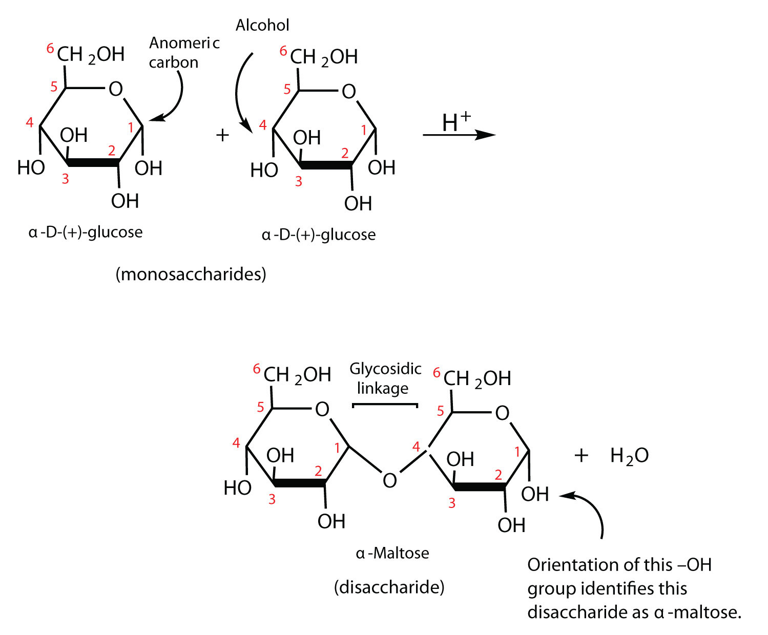 <p>condensation forms a disaccharide, hydrolysis breaks one down</p>