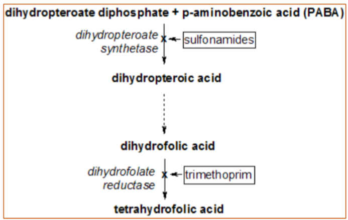<ul><li><p>sulfonamide—&gt; Dihydropteroate synthase (DHPS)</p><ul><li><p>ONLY in bacteria</p></li></ul></li><li><p>trimethoprim—&gt; Dihydrofolate reductase (DHFR)</p><ul><li><p>in prokaryotes/eukaryotes</p></li></ul></li></ul><p></p>