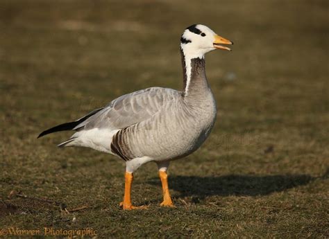 <p>Family: Anatidae</p>
