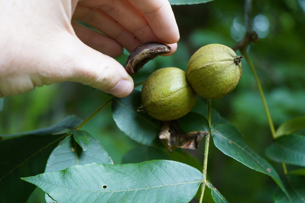 <p>Common name: mockernut hickory, white hickory</p><p>Family: Juglandaceae</p><p>Notes: Fruit type = nut. Specific epithet = densely wooly. Juglandaceae = Walnut Family; in the “true” hickory group (=Eucarya). Wood is dense but shrinks when dried - used in agricultural equipment, tool handles, and firewood. Nuts eaten by bear, deer, fox, racoon, and humans.</p>