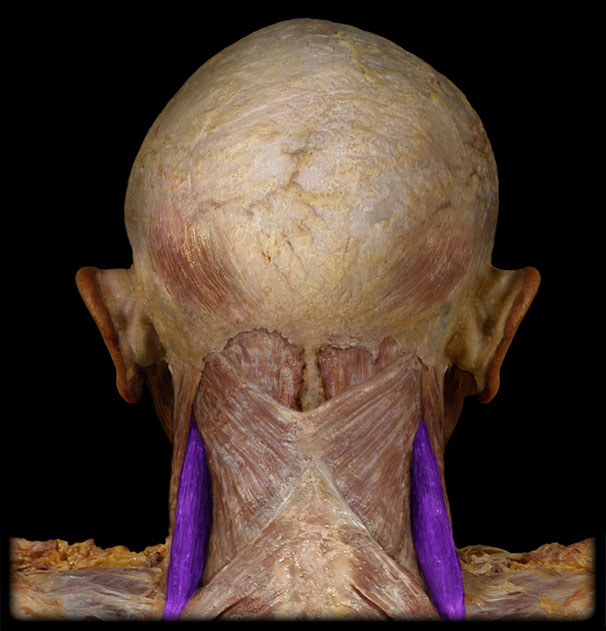 <p>Action of the Levater Scapulae </p>