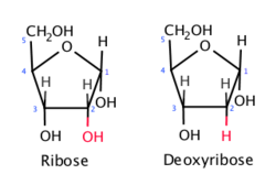 <p>pentose monosaccharide</p>
