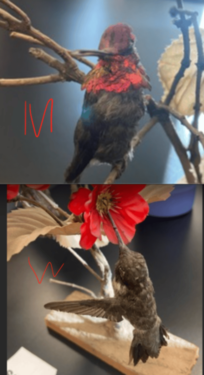 <p>CALL (vocal or mech?)</p><p></p><p>MALE = deep rose head and throat</p><p>FEMALE= dull in coloration</p><p>---------------------------</p><p>DIET</p><p>- nectar</p><p>- tiny insects.</p><p>---------------------------</p><p>BEAK</p><p>- short</p><p>- straight</p><p>- slender</p><p>---------------------------</p><p>FOOT MORPHOLOGY</p><p>- Anisodactyl</p>