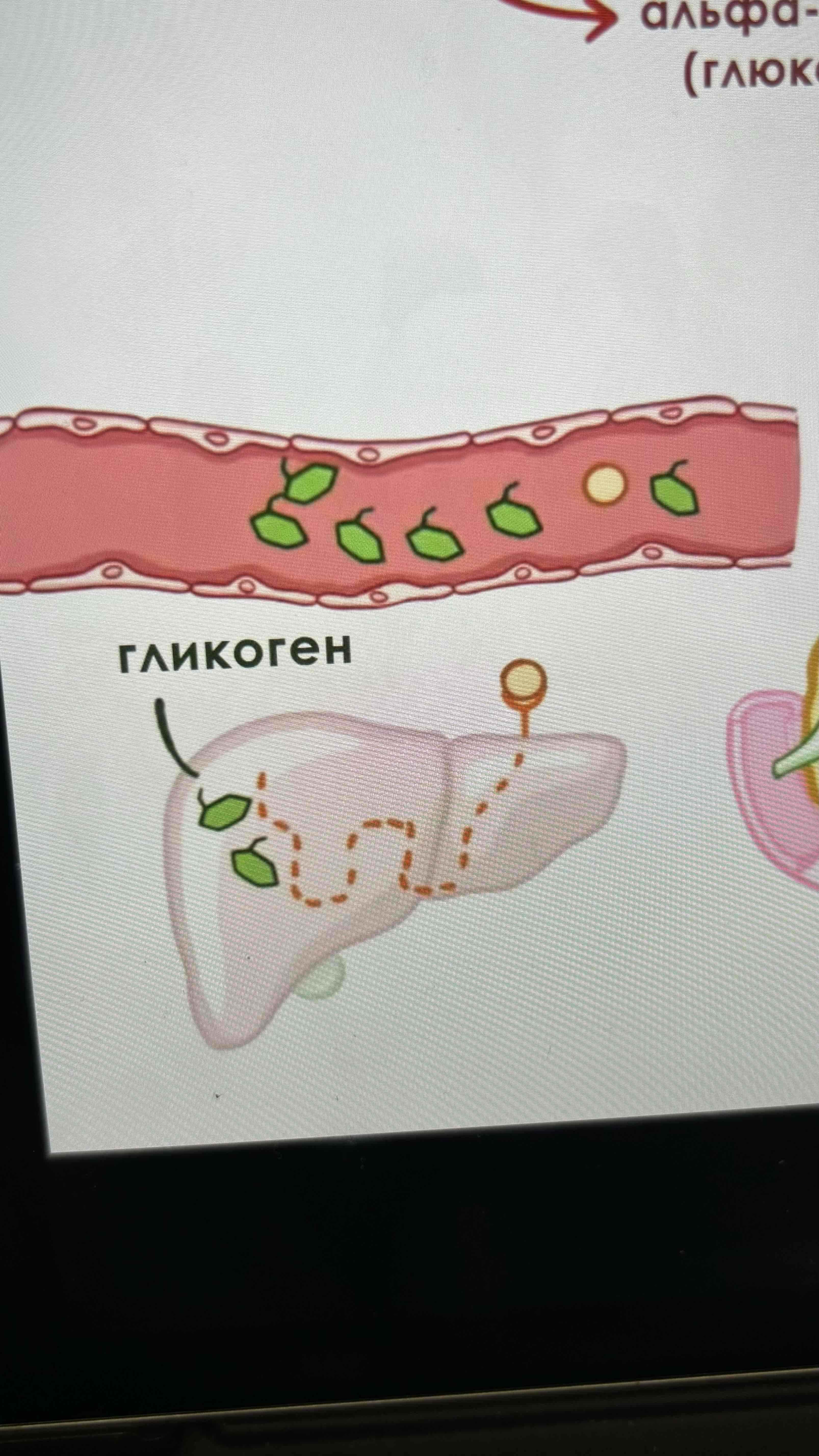 <p>Глюкагон</p>