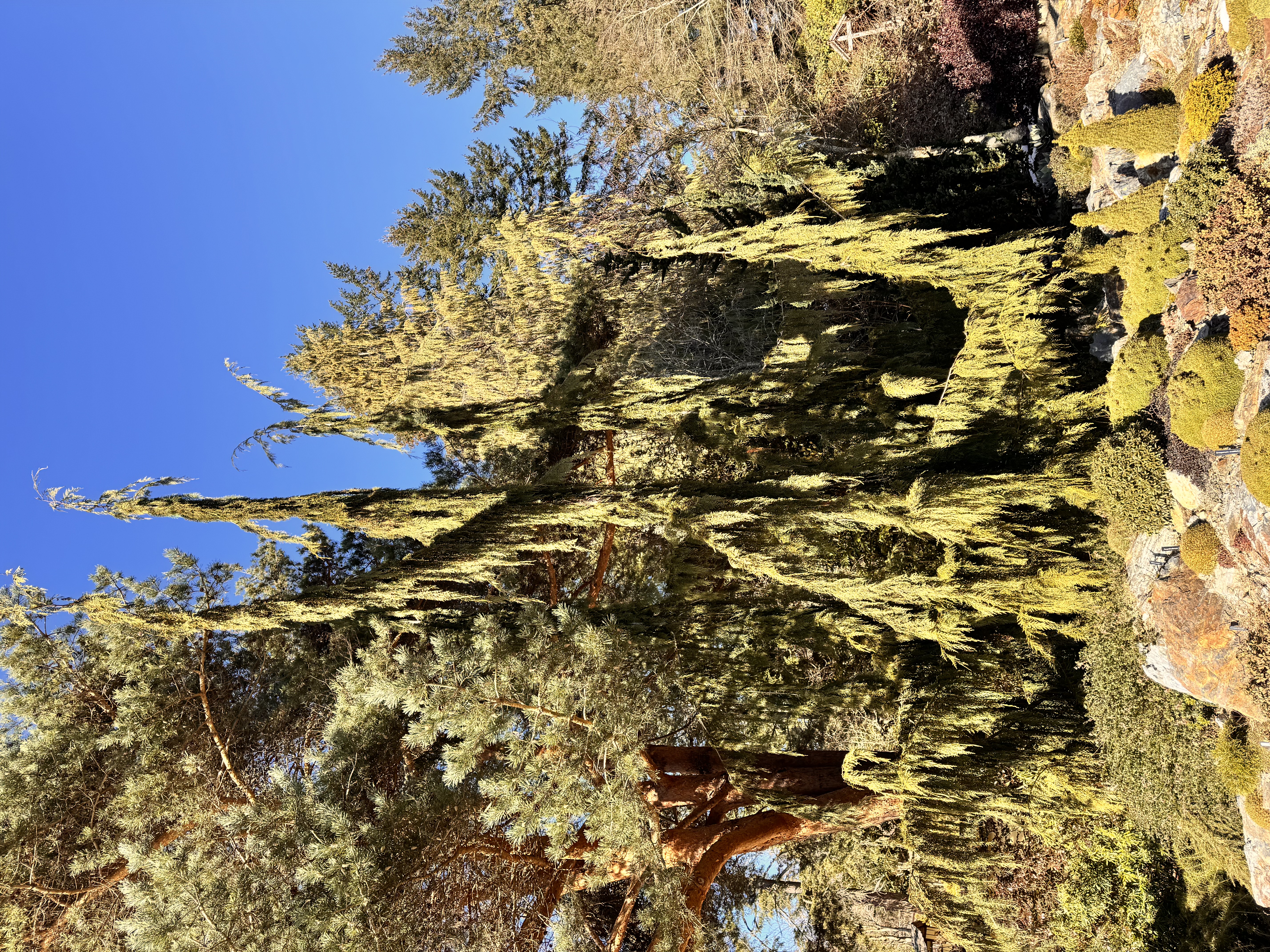 <p>“Nootka cypress” </p>