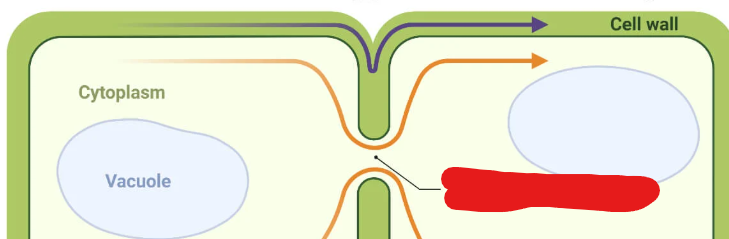 <p>Specialized junctions in a plant cell that allow direct cytoplasmic exchange between 2 cells. These contain a thread of cytoplasm extending through them and an even thinner thread of ER reticulum. They can also selectively dilate to allow passage of certain large molecules.</p>