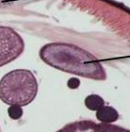 <p>What is this arrow pointing to?</p>