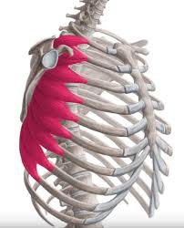 <p>Name this muscle (action, innervation, origin, insertion)</p>