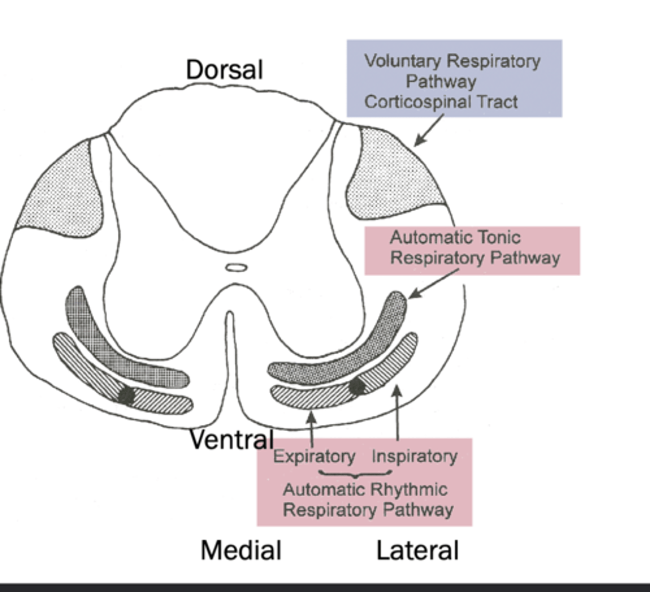 <p>medial</p>
