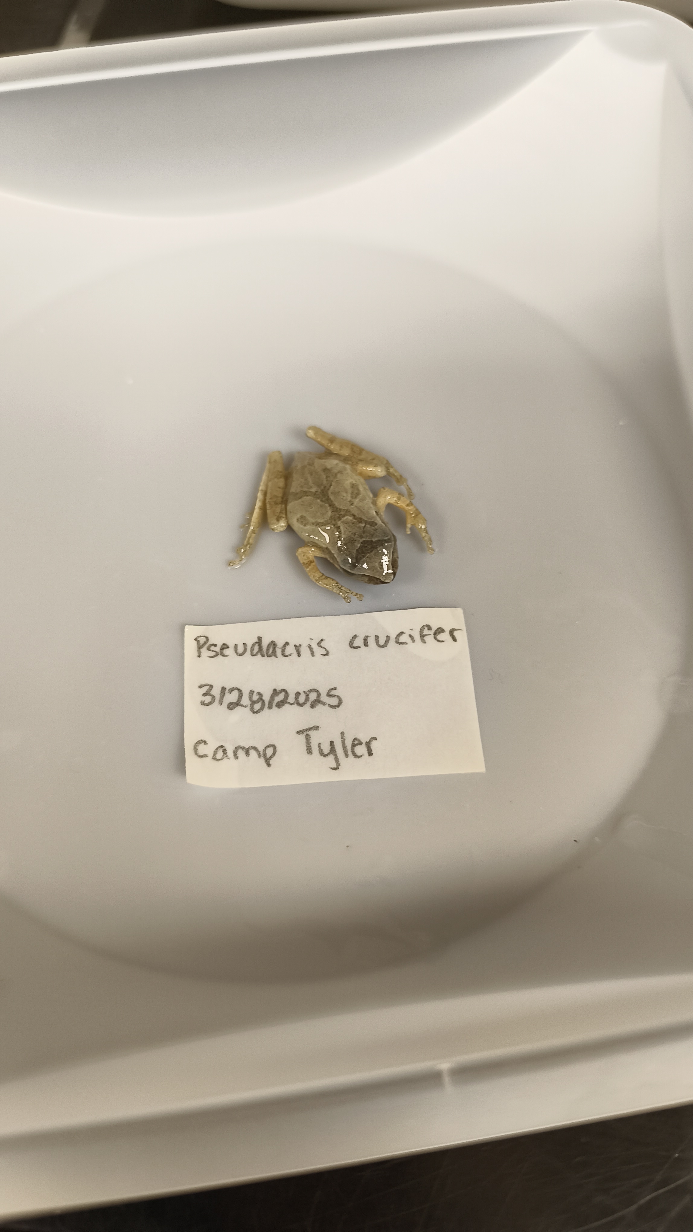 <p>Hylidae Pseudacris crucifer</p>