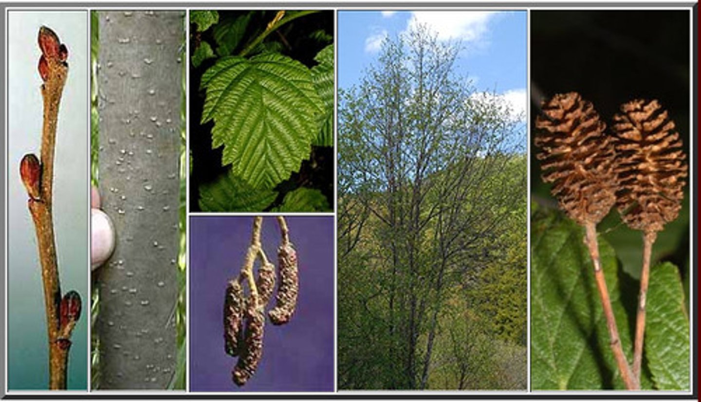 <p>speckled alder</p>