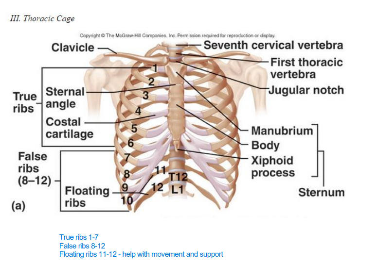 <p>True ribs (1-7): These are directly attached to the sternum via costal cartilage.</p><p>False ribs (8-10): These are indirectly attached to the sternum through the cartilage of the ribs above them.</p><p>Floating ribs (11-12): These do not attach to the sternum at all, and instead terminate in the posterior abdominal wall</p>