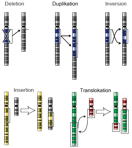 <p>loss of genes</p>