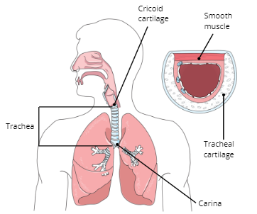 Function of Trachea