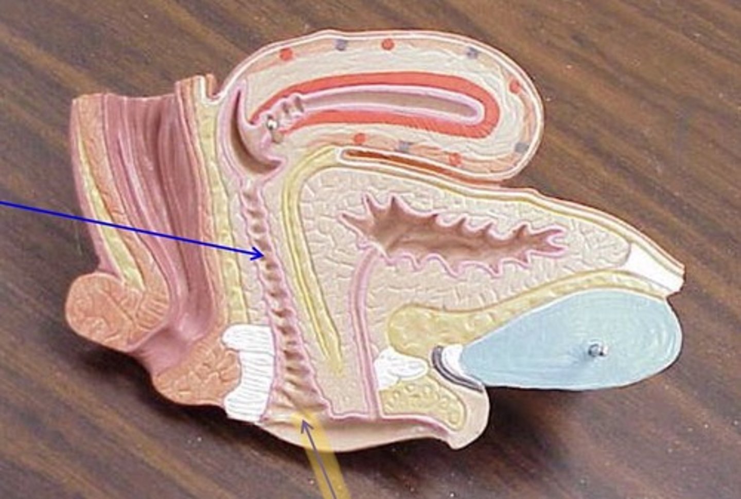 knowt flashcard image