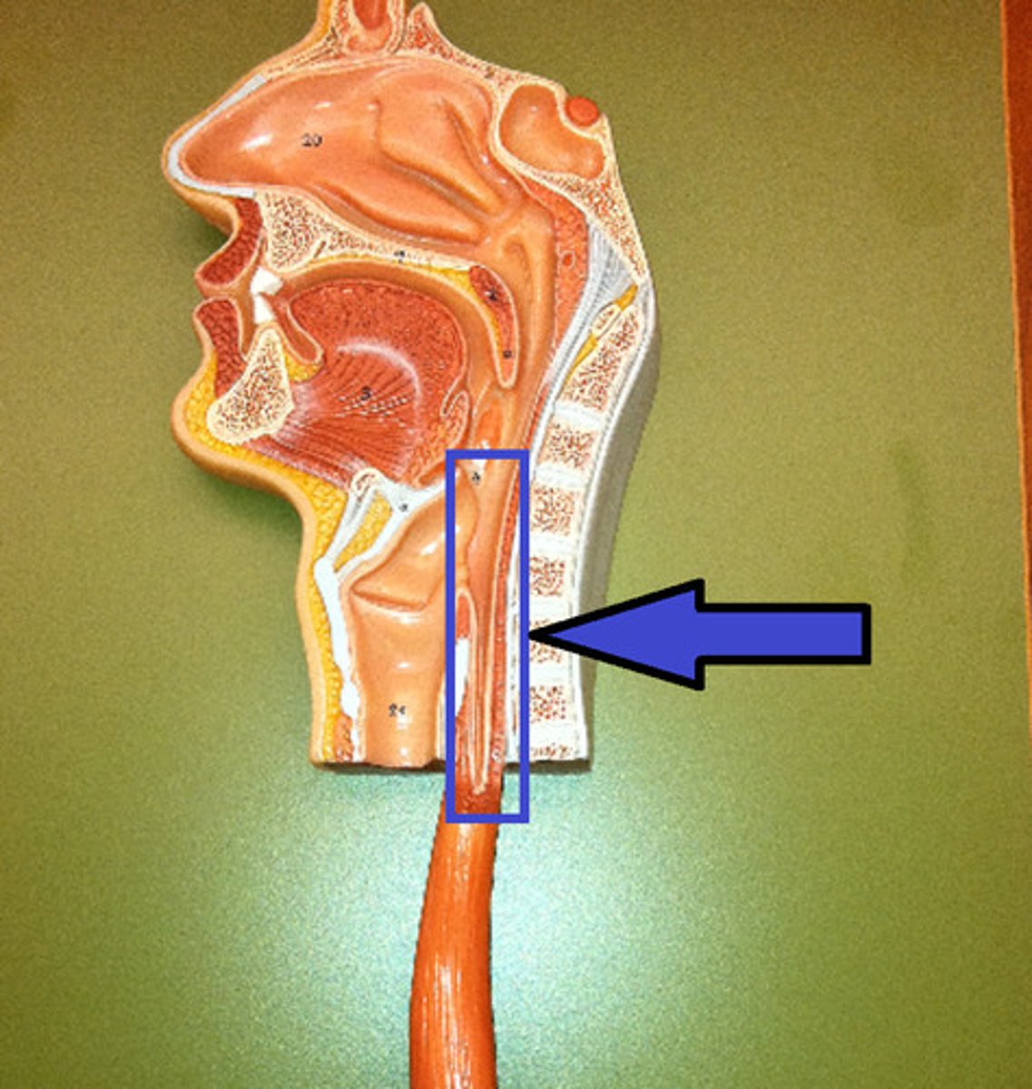 <p>The movement of food through the digestive tract.</p>