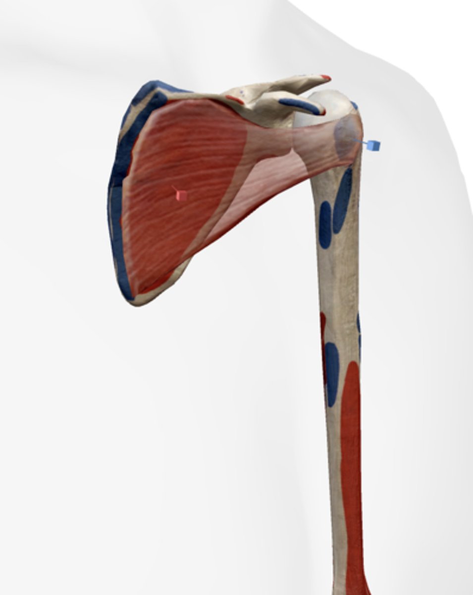 <p>lesser tubercle of humerus</p>