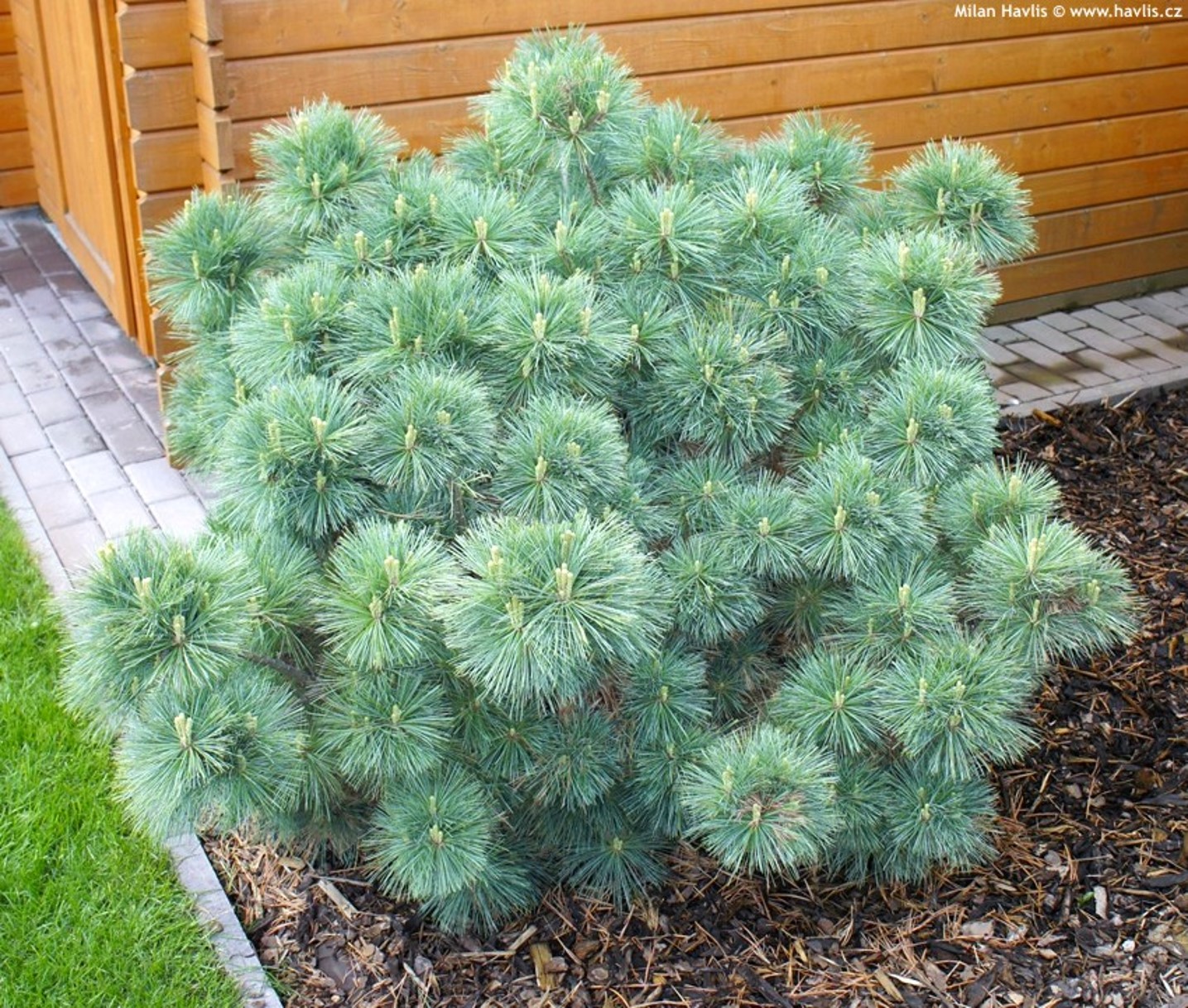 <p>Pinus strobus…</p>