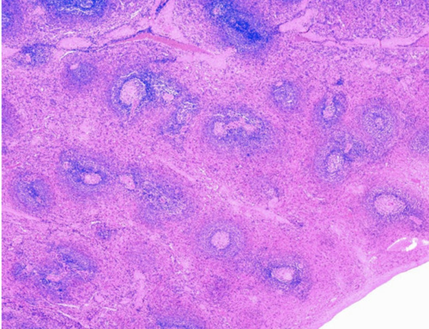 <p>What is the organ?</p>