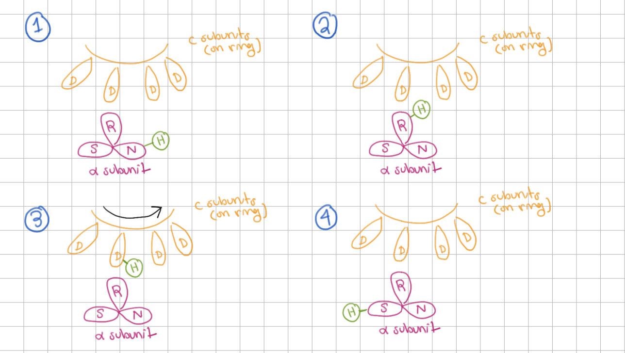 <p>A and C Subunit Mechanism</p><ol><li><p>H+ enters <strong><u>N</u></strong> at the <strong>a inlet half channel</strong></p></li><li><p>H+ hops onto <strong><u>R</u></strong></p></li><li><p>H+ goes to <strong><u>D</u></strong> on <strong>c subunit</strong></p></li><li><p>H+ rides around rotor</p></li><li><p>H+ exits on <strong><u>S</u></strong> at the <strong>a outlet half channel</strong></p></li></ol><p></p>