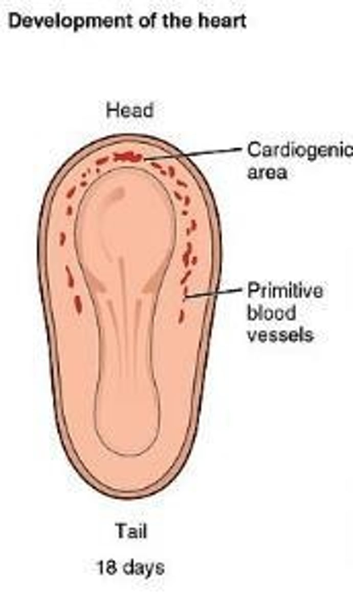 <p>The two heart tubes fuse into a single endocardial heart tube.</p>