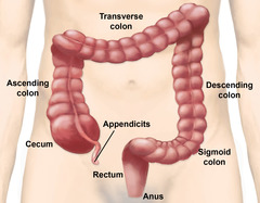 <p>(end of large intestine)</p>