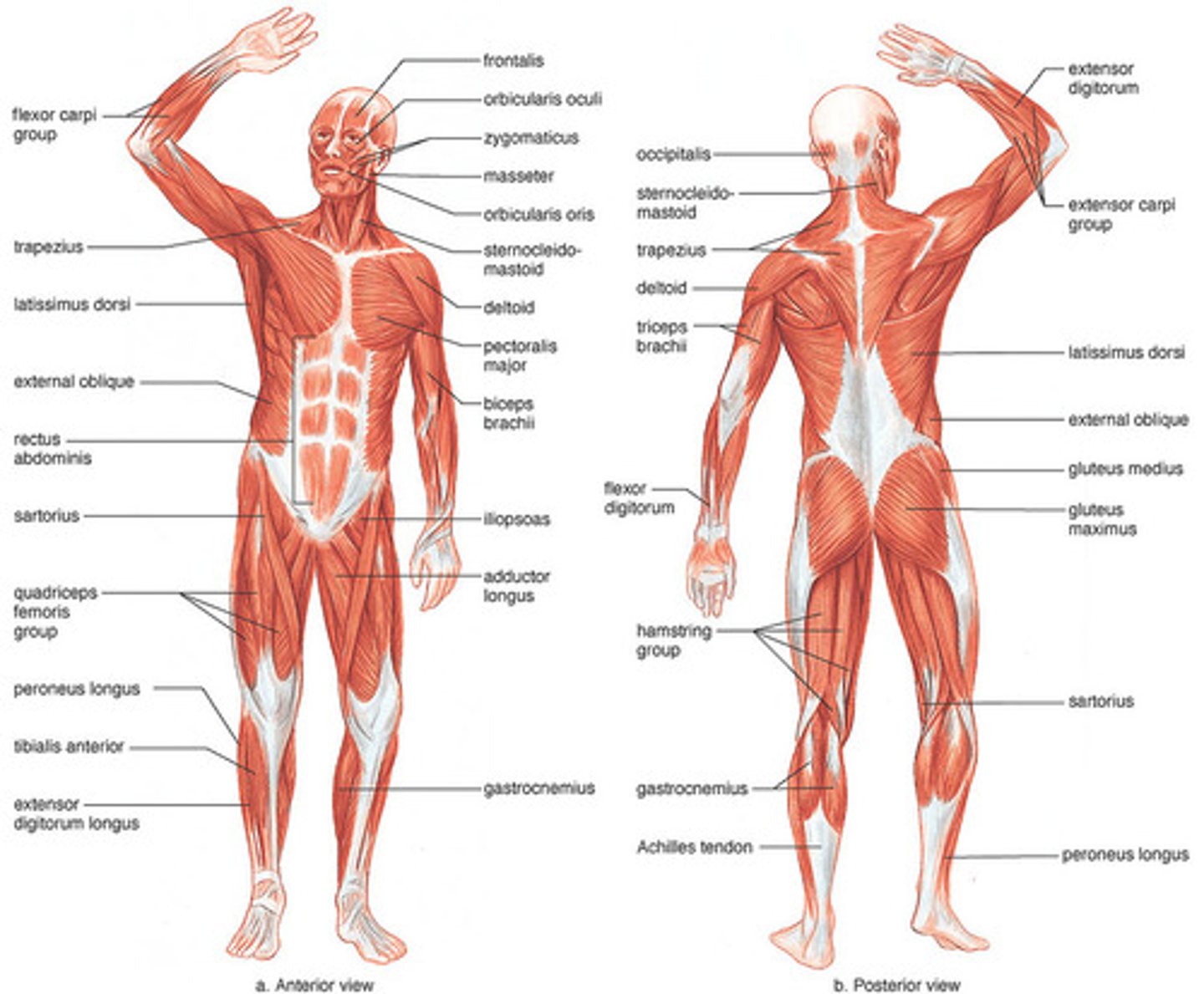 <p>Muscular system</p>