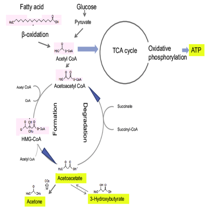 <p>i) During increased demand through</p><p>long-lasting and lower intensity</p><p>exercise</p><p>ii) During starvation or decreasing</p><p>intake of food energy</p><p>iii) Under fasting conditions and/or</p><p>inadequate carbohydrate, fats may</p><p>also be broken down to produce</p><p>ketone bodies—> brain</p><p>can use for fuel when glucose is</p><p>limited&nbsp;</p>