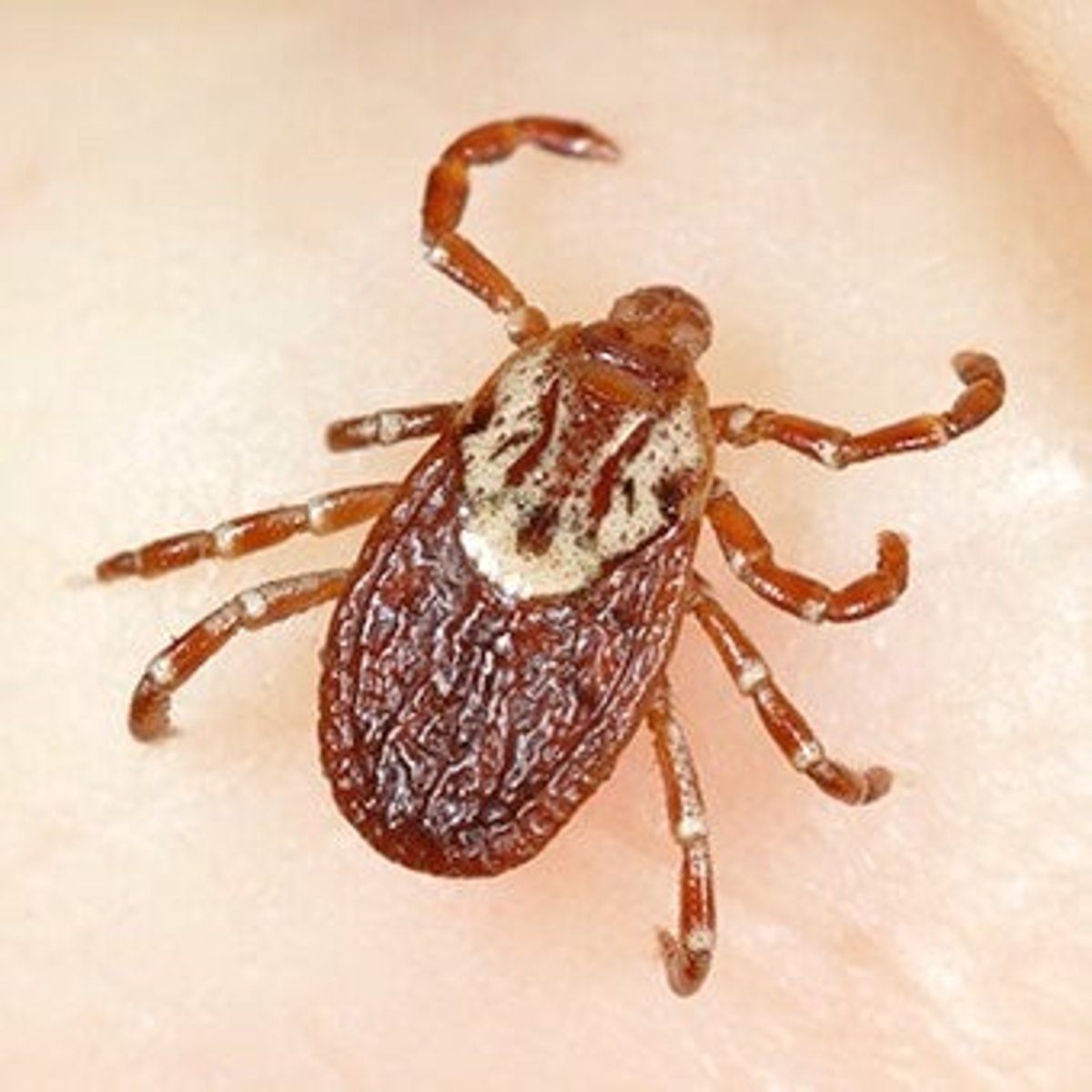 <p>Superordo onder Acari 1</p>