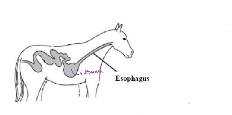 <p>Horses <strong>cannot throw up</strong> because their _______are too strong → horses had to run on a full stomach, the one’s that stopped to throw up were eaten. </p>