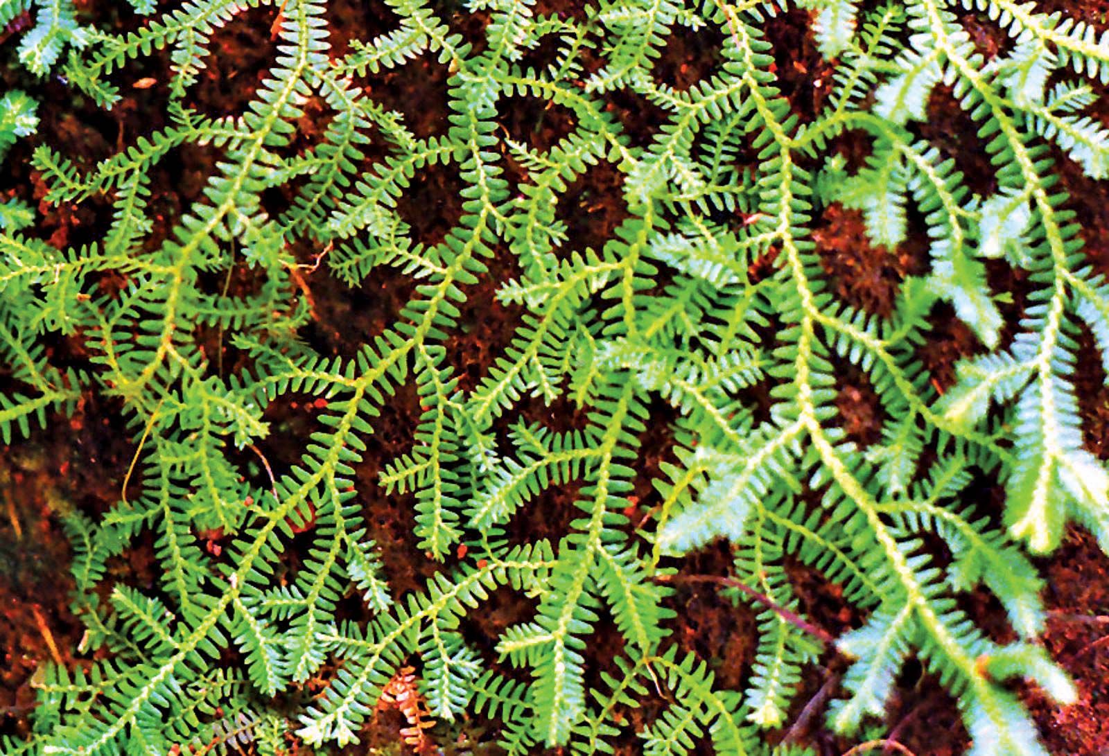 <p>What is this plant?</p>