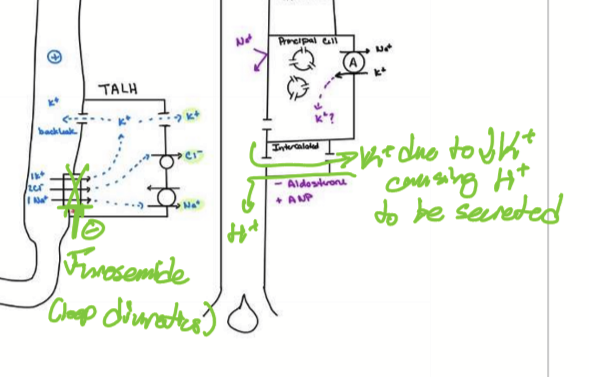 <p>Targets NKCC (BSC1) in TALH, causing Na wasting, K wasting, Ca wasting, alkalosis, water wasting, and decrease BP</p>
