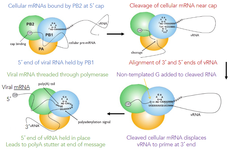 Primary transcription