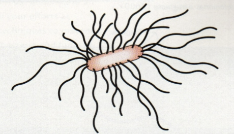 <p><span style="color: rgb(0, 0, 0);">Flagella throughout surface</span><span style="color: rgb(0, 0, 0);"><br></span></p>
