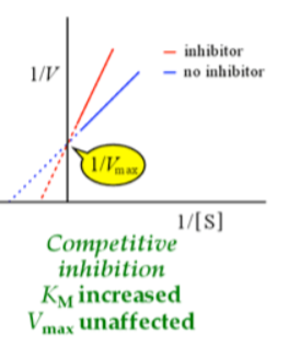 <ul><li><p>km increases (more substrate required to compete with the inhibitor) — x intercept chages, steeper slope</p></li><li><p>Vmax unaffected — y intercept does not change, once out compete, get to max velocity just need more substrate— turnover didn’t change, enzyme can still work at its max rate</p></li><li><p>competitor bind to the ENZYME, EI complex, not ES complex</p></li><li><p>doesn’t always bind to the active site  it can be an allosteric</p><p>inhibitor: its binding to an</p><p>allosteric site could prevent the</p><p>enzyme from binding substrate.</p><p>If the substrate binds first, the</p><p>inhibitor can’t bind and catalysis</p><p>can happen. The “competition”</p><p>is for binding the enzyme first,</p><p>independent of where that</p><p>binding occurs</p></li></ul><p></p>
