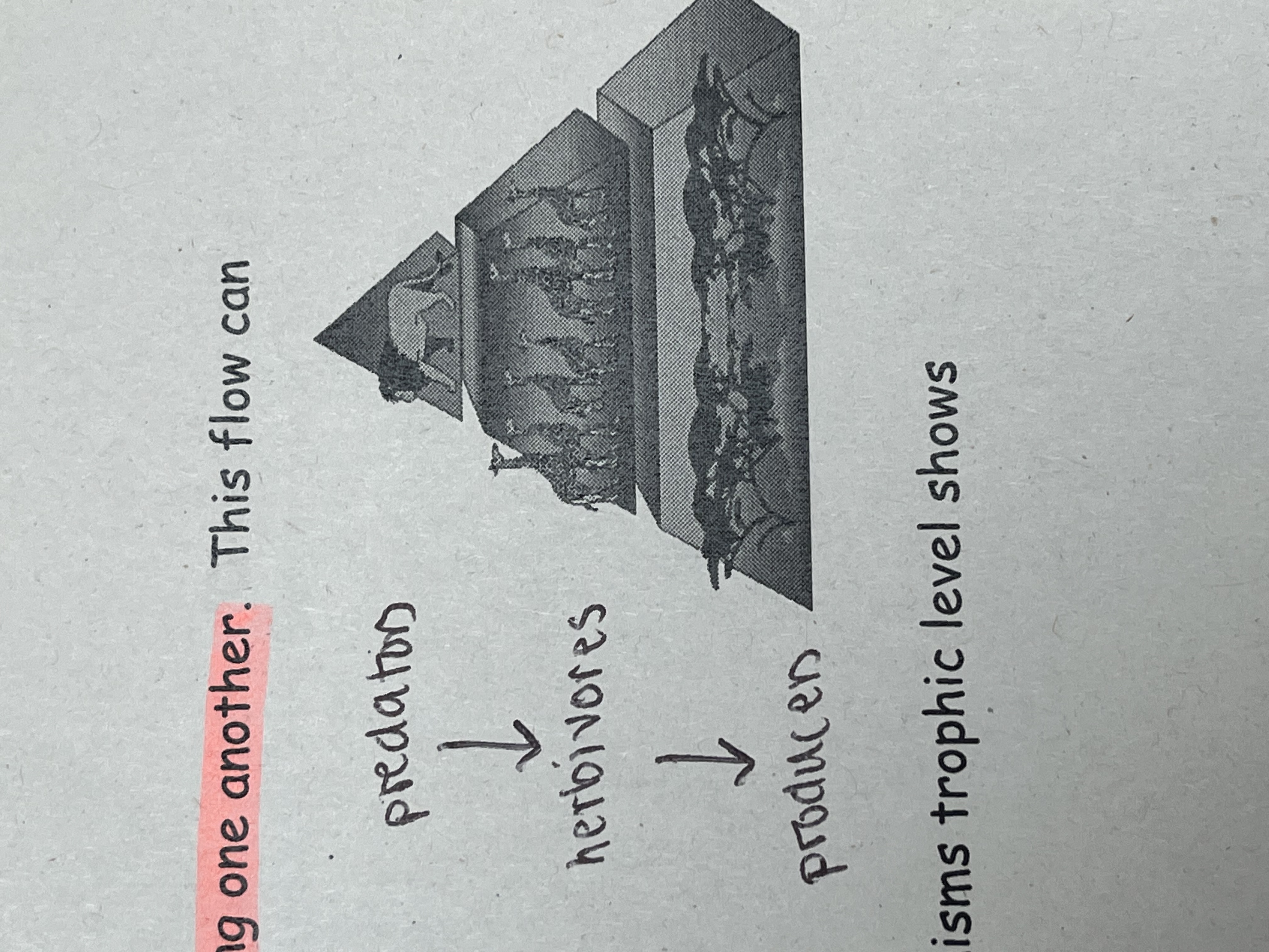<p>What is this type of ecological pyramid?</p>